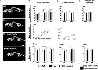 Impact of Early Conventional Treatment on Adult Bone and Joints in a Murine Model of X-Linked Hypophosphatemia